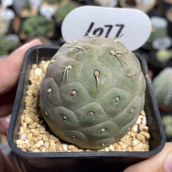 1077号习志野5cm