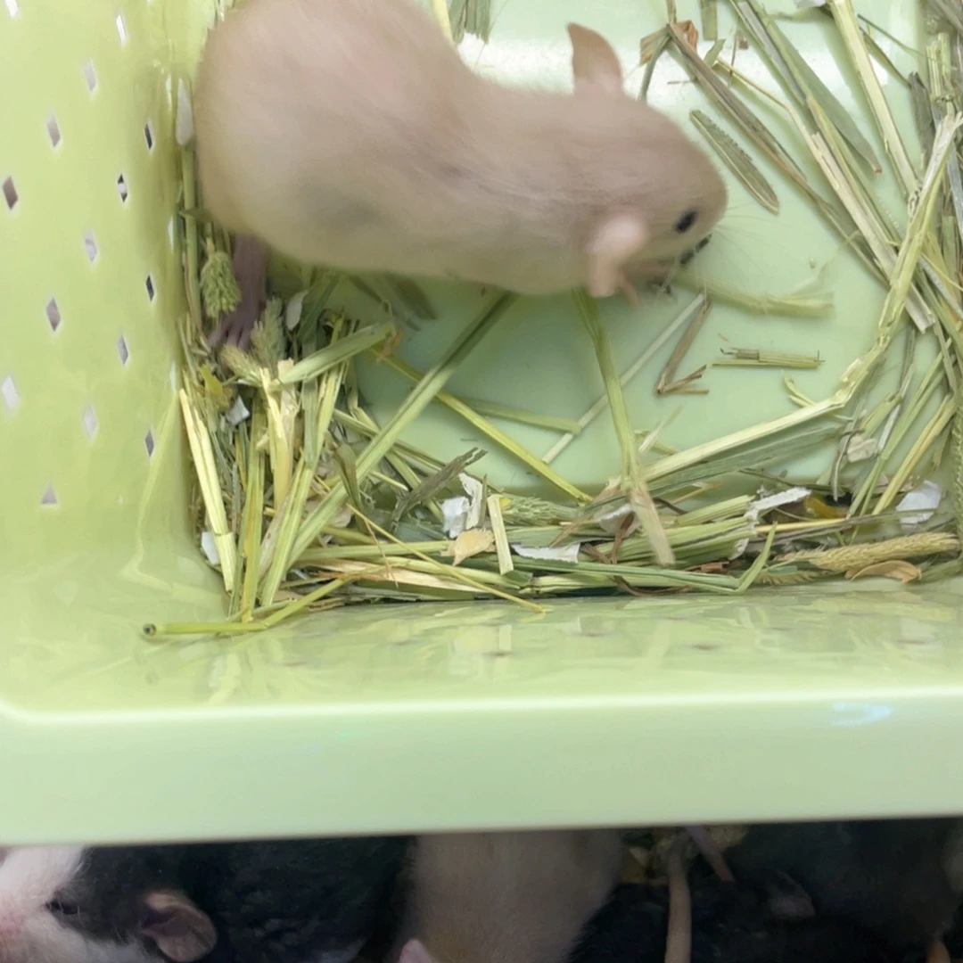 吃***饿黑眼睛暹罗的弟弟