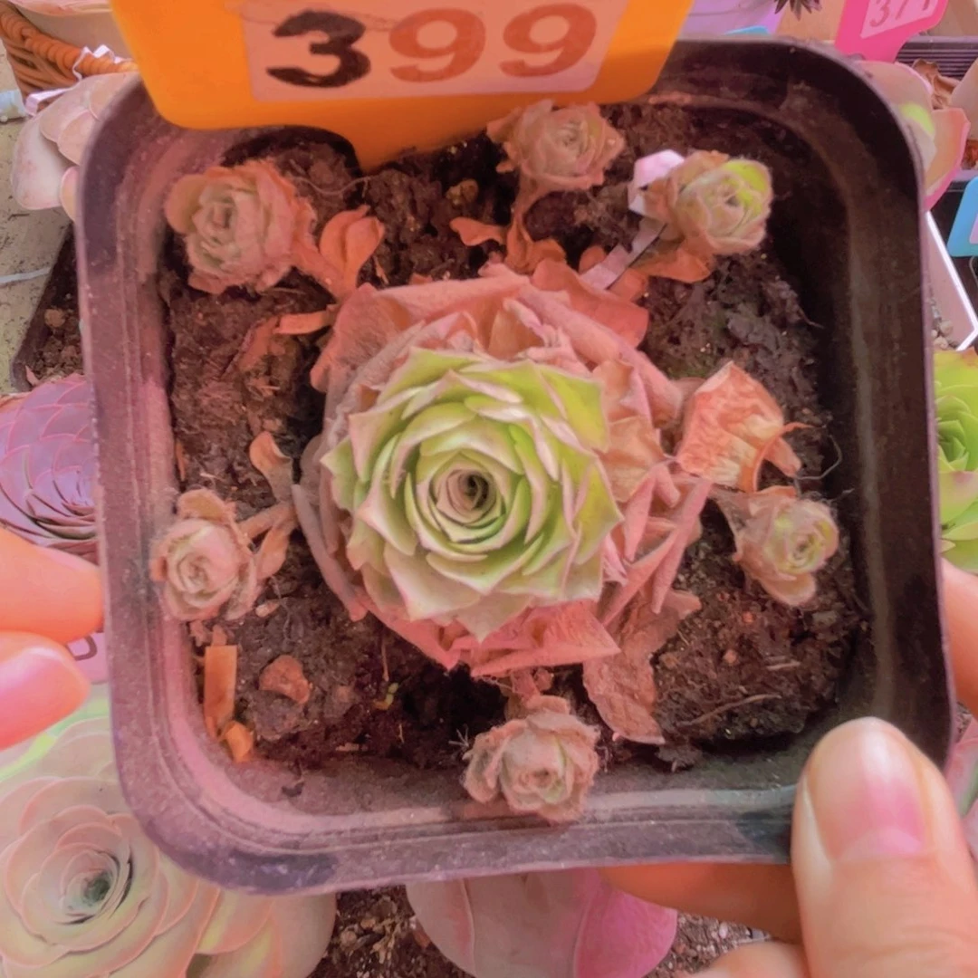 398山地玫瑰绿色