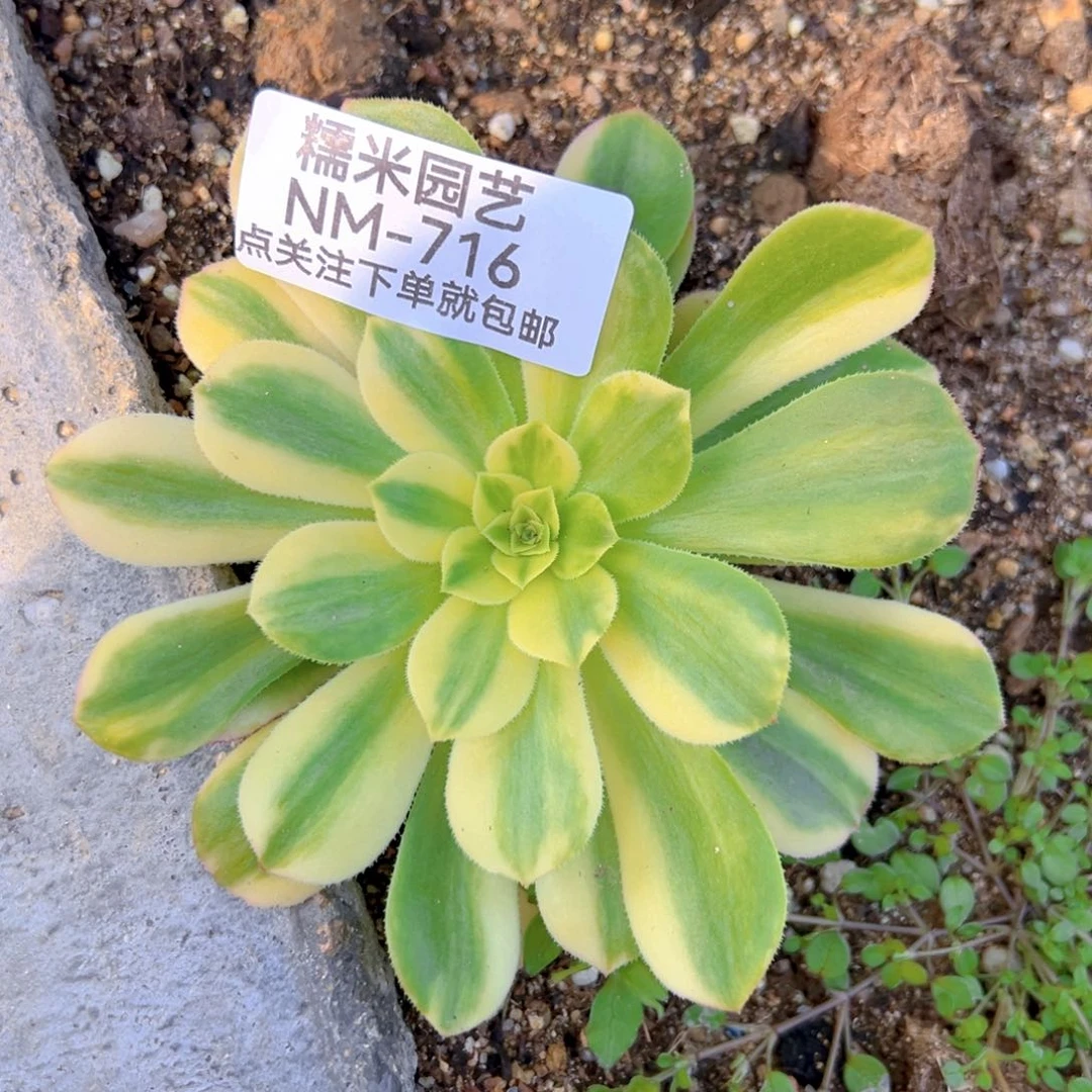 五彩琉璃多肉植物716