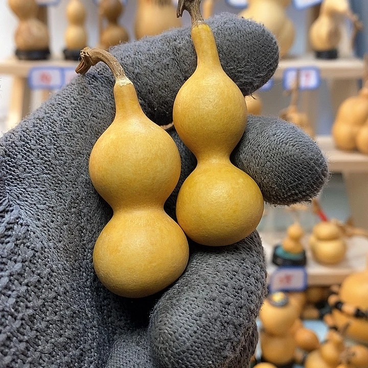 海**鱼直播间手把小葫芦