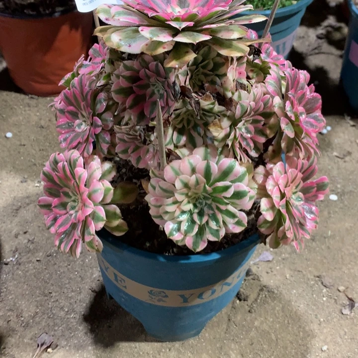 876粉铜多肉植物特价