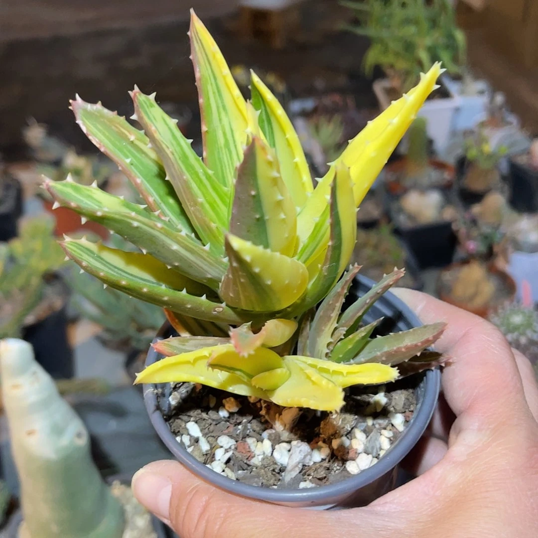 满38包邮2天凑单，脱土晾根发货多肉植物芦荟锦