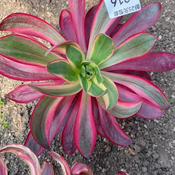 用****在216烈焰多肉12345678