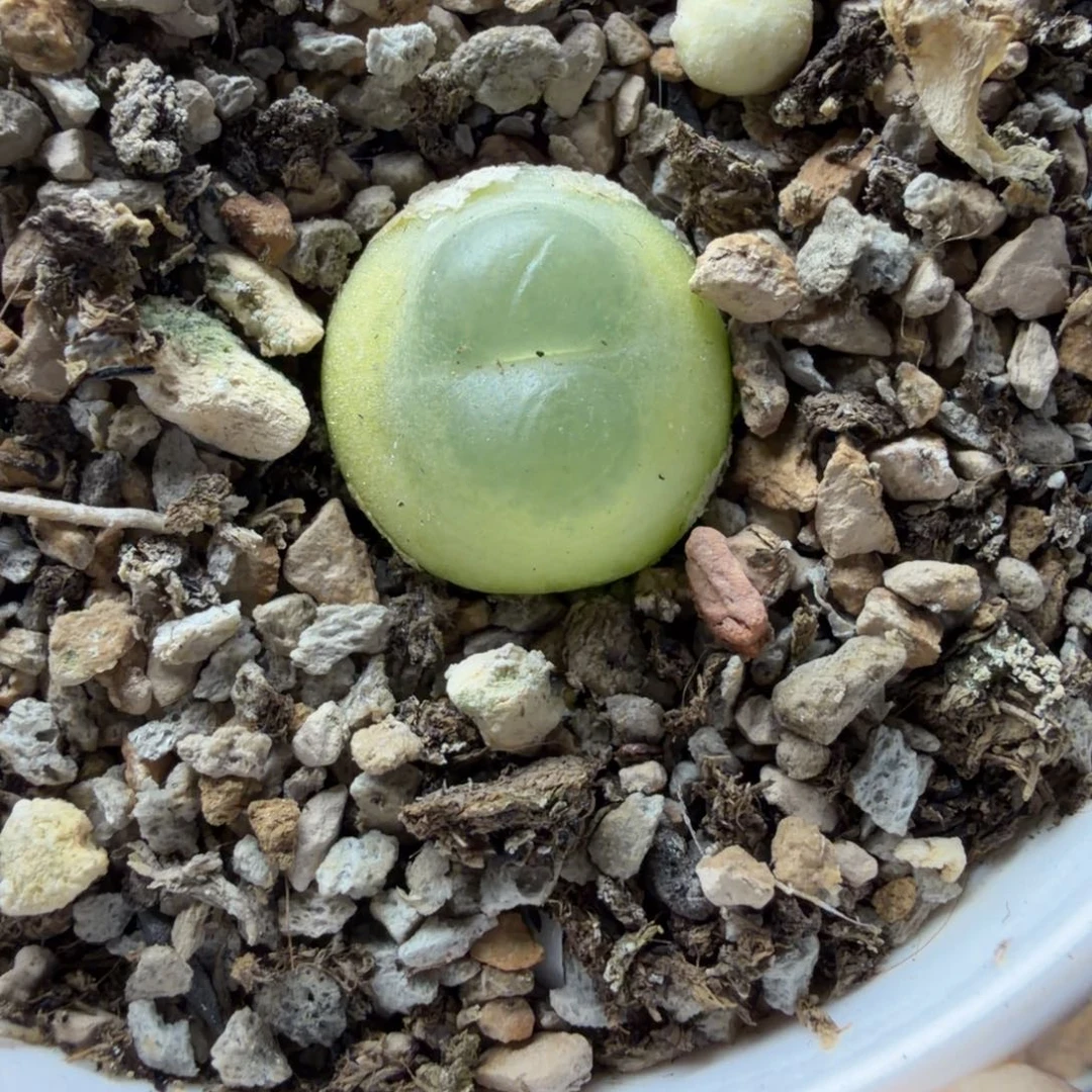 1.7公分拉登母本878号