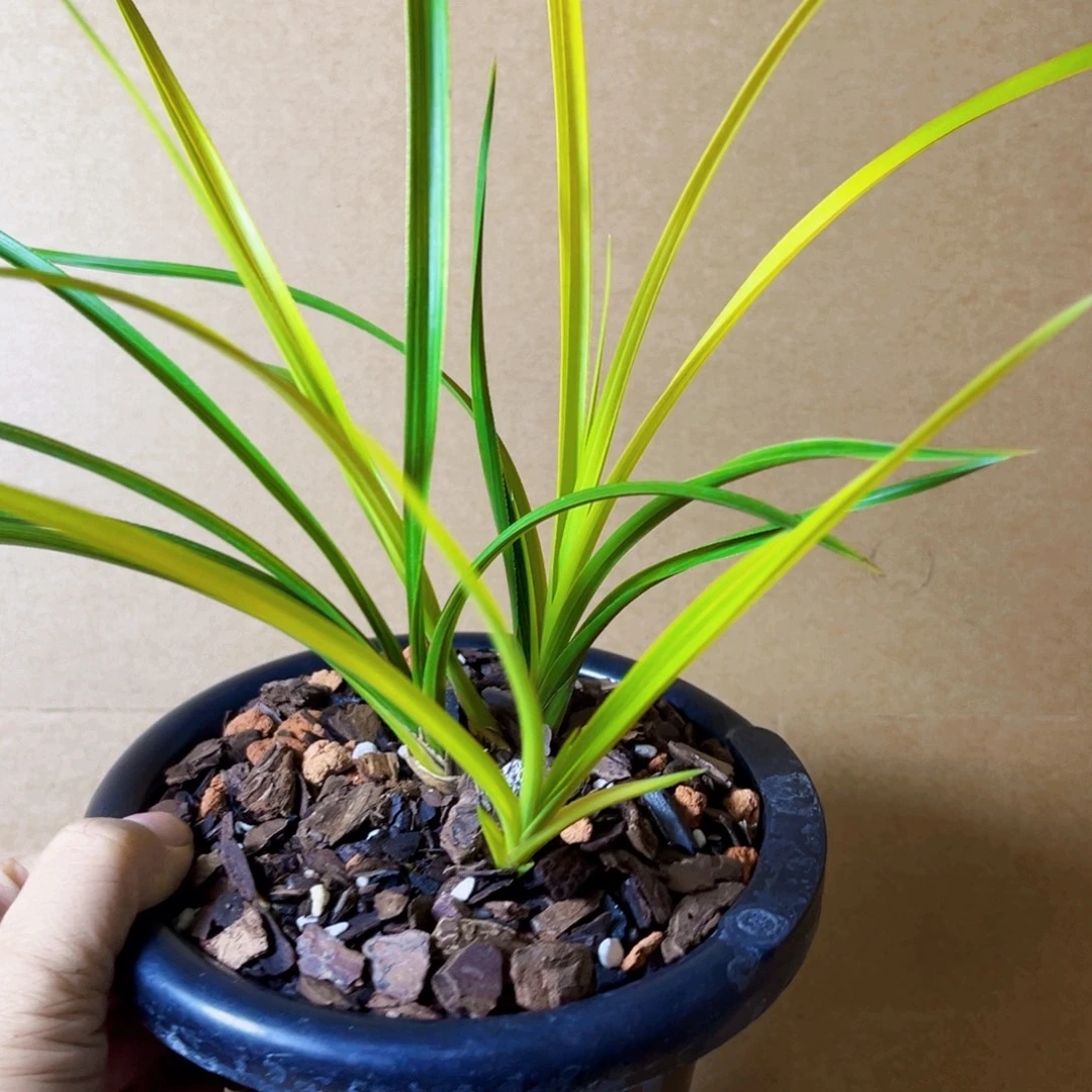 完全开放蕙兰黄心草盆栽花卉