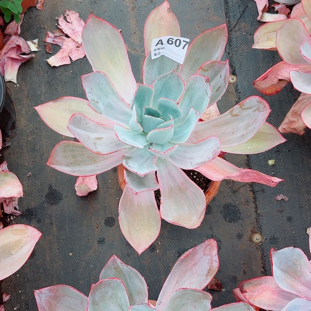 猫***﹌肯尼迪多肉植物607