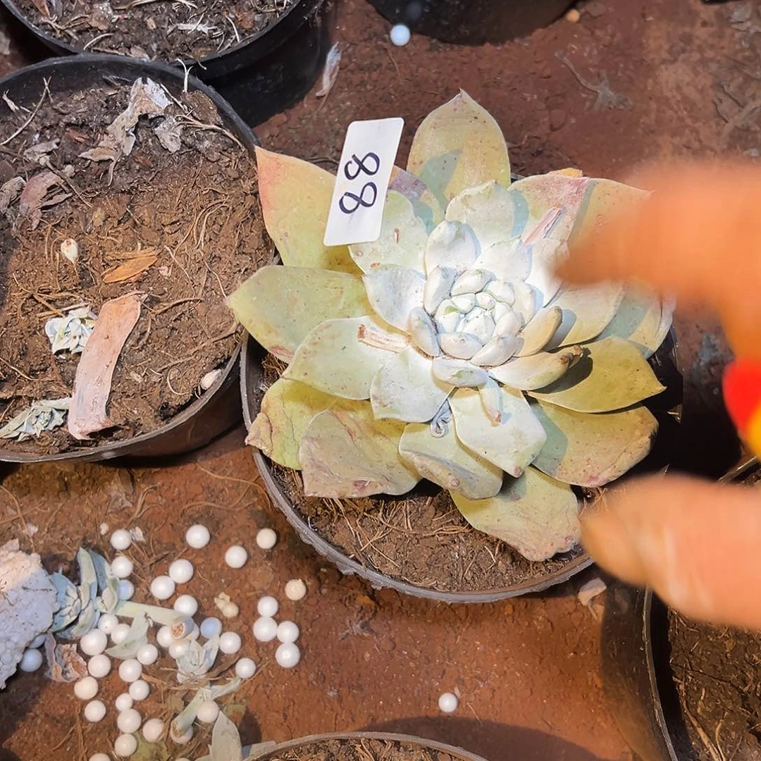 仙女杯杂交多肉植物