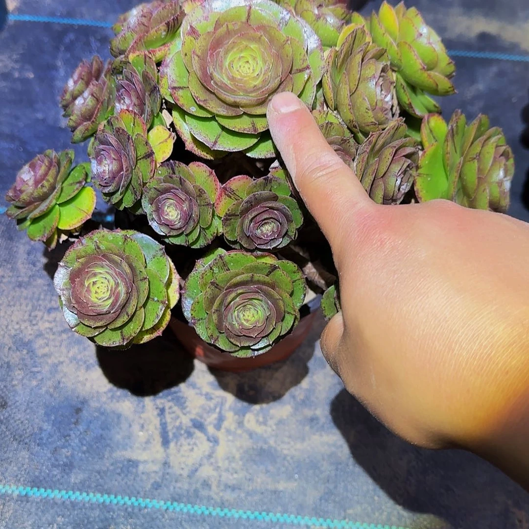 多肉植物万拉丝老庄