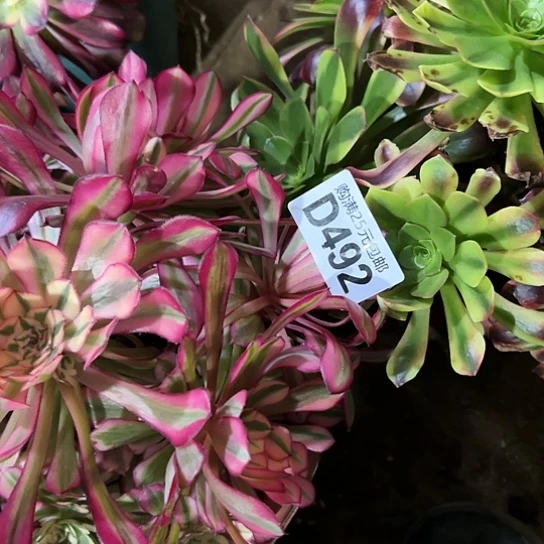 小*多肉植物两个