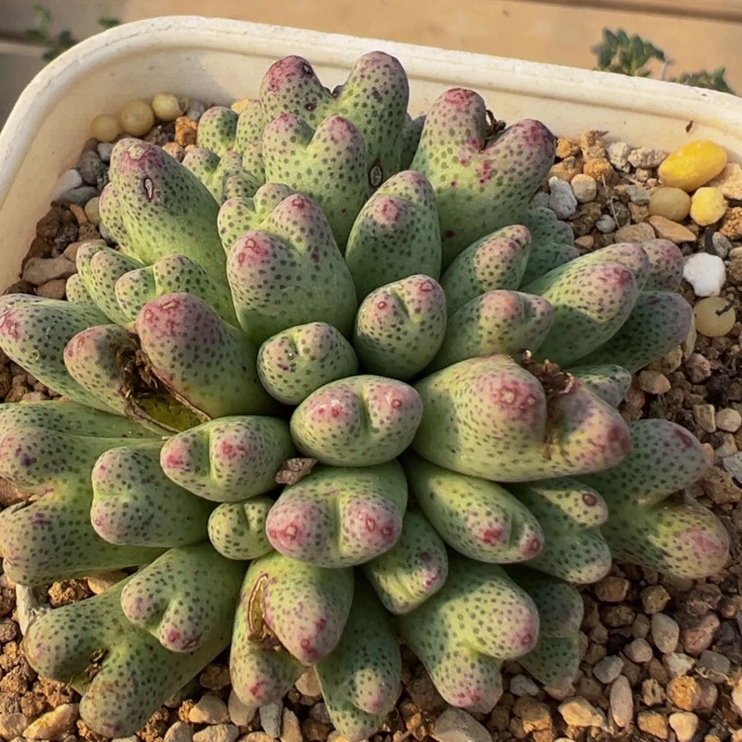 163多肉植物草莓斑马