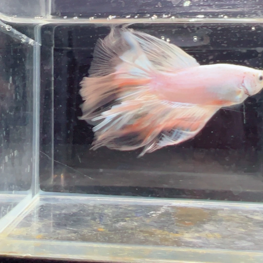 斗鱼浅色特殊尾hhhh