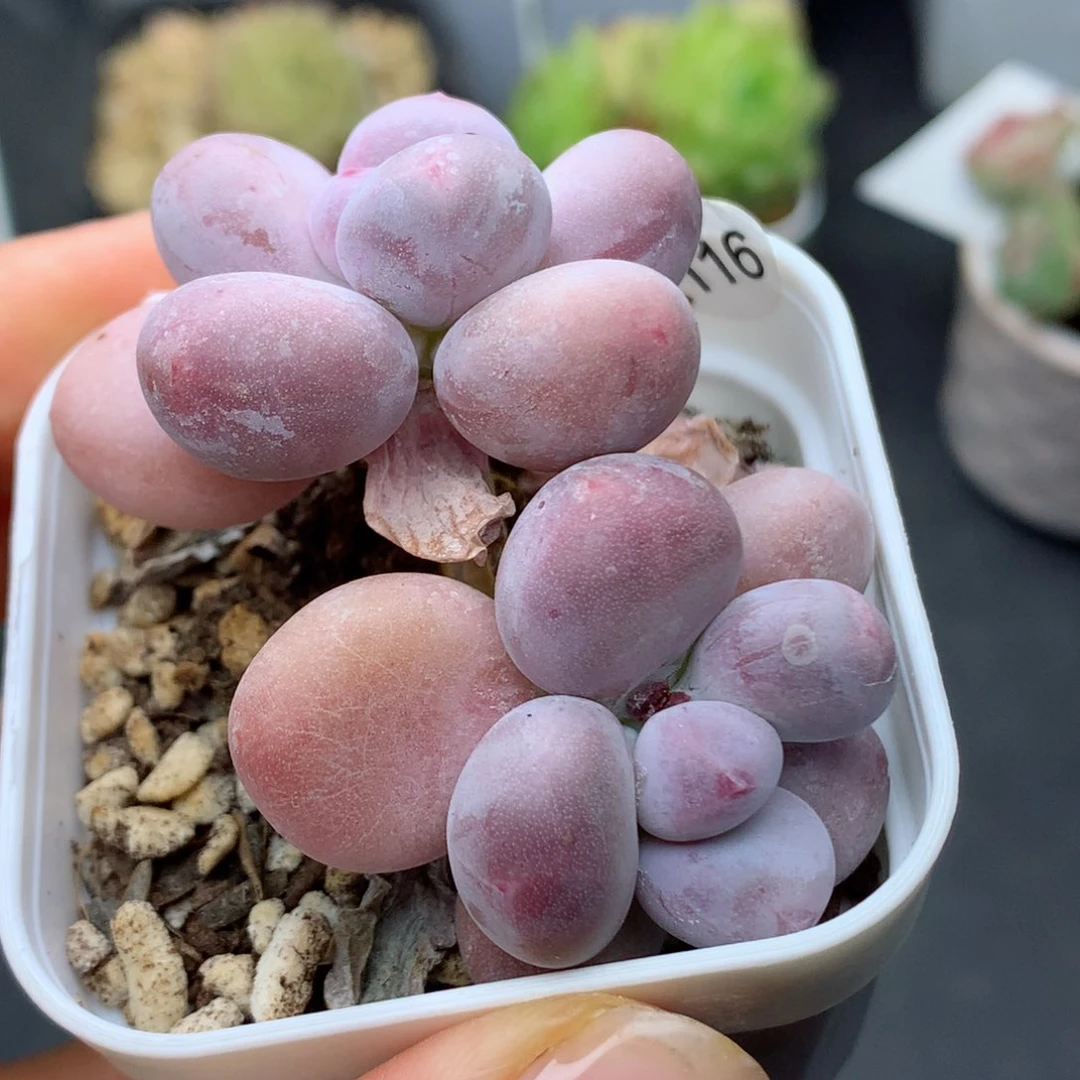 58包邮  群生不包整61