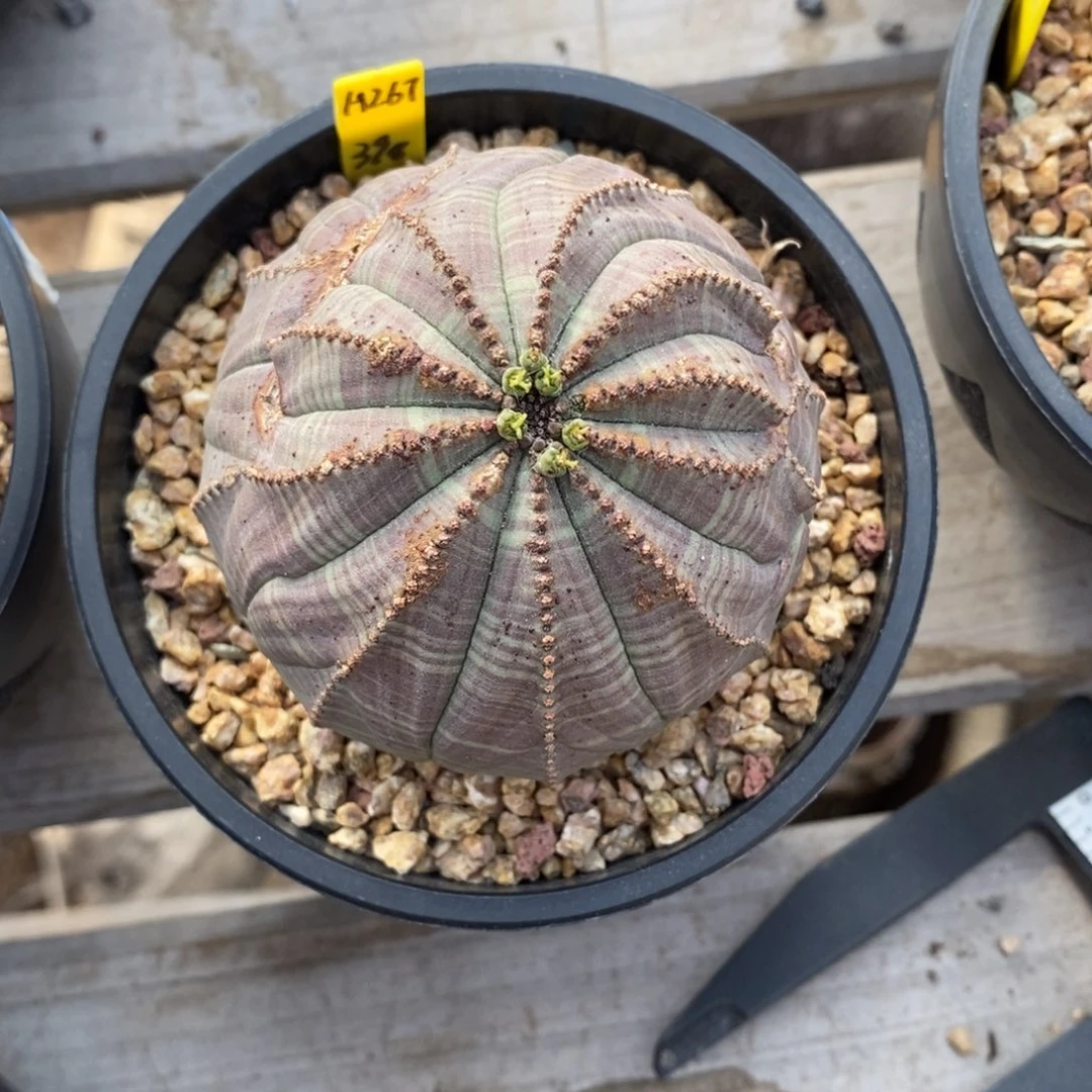 17 欧系实生布纹球多肉植物