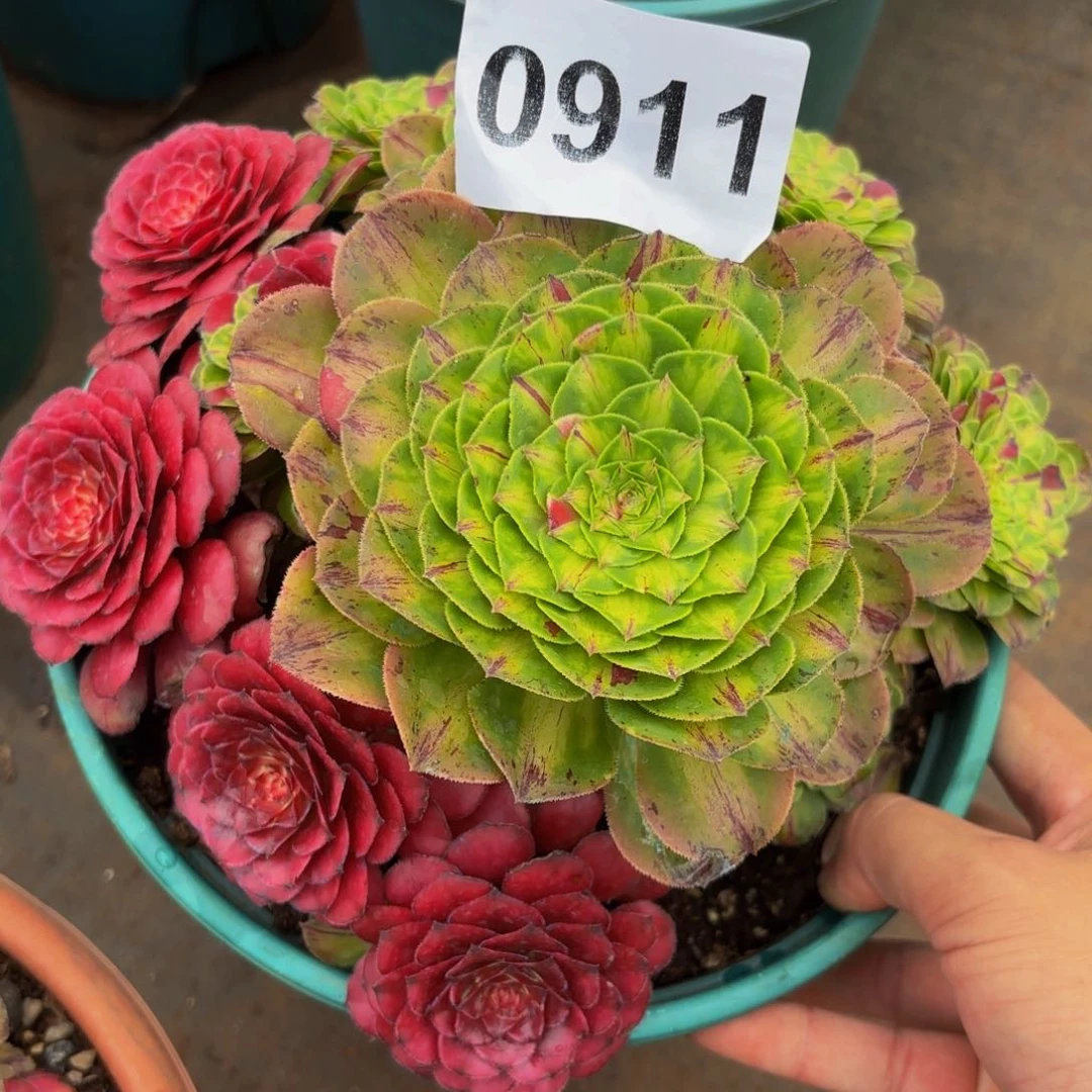 0911多肉植物知否