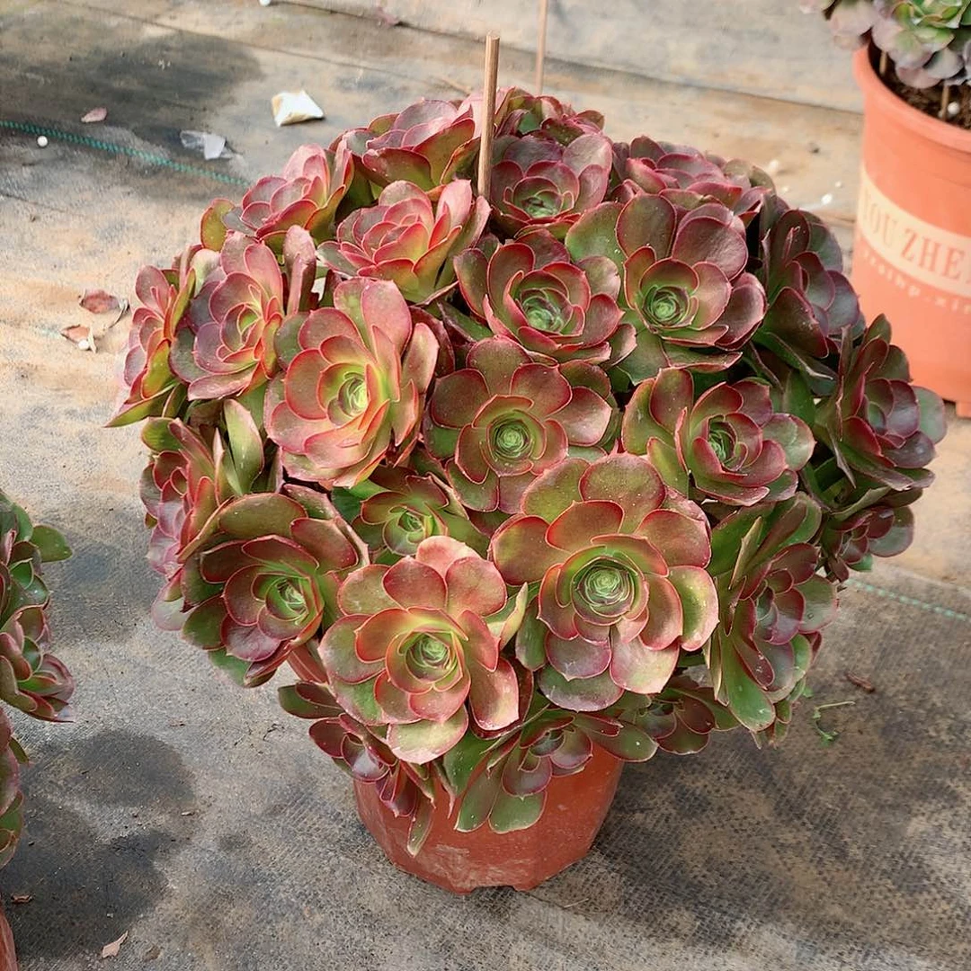 【闪购商品】可*魅金玫瑰，多肉