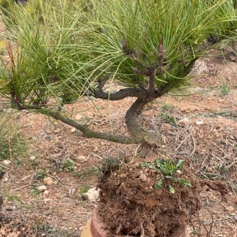 盆栽植物盆栽植物