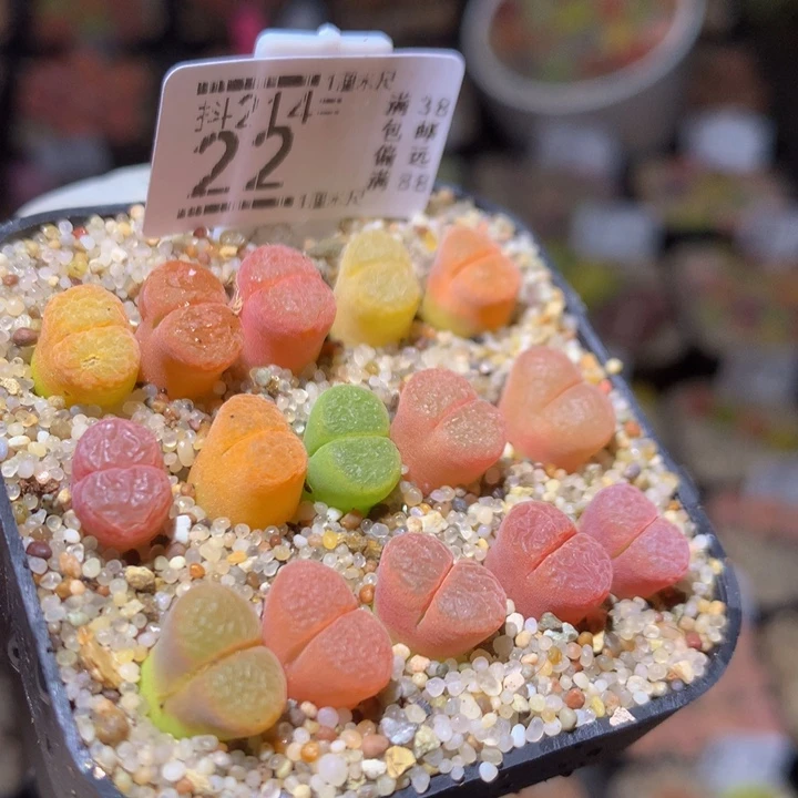 精品生石花214.22