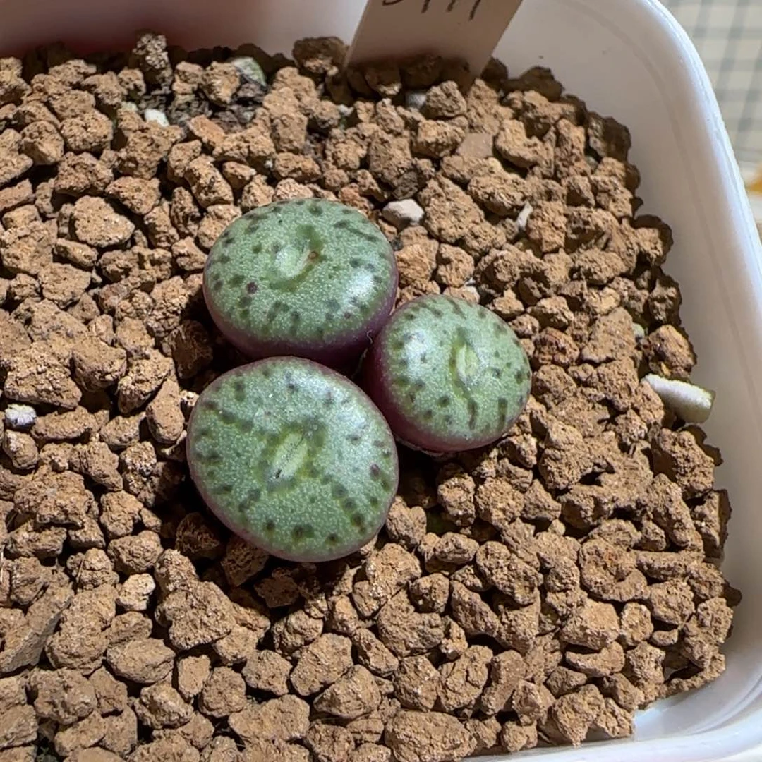 肉锥多肉植物组合-安贞822