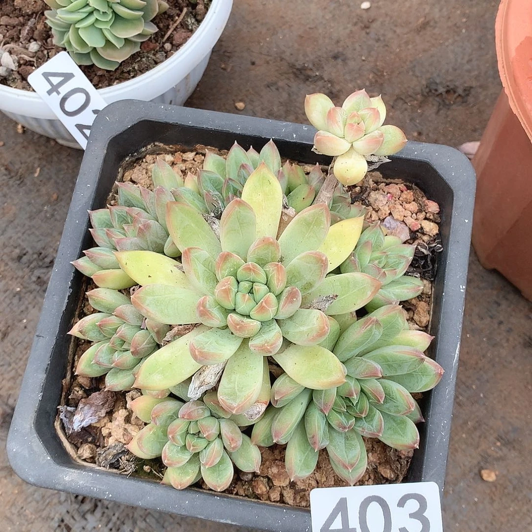 403美人一物一拍多肉