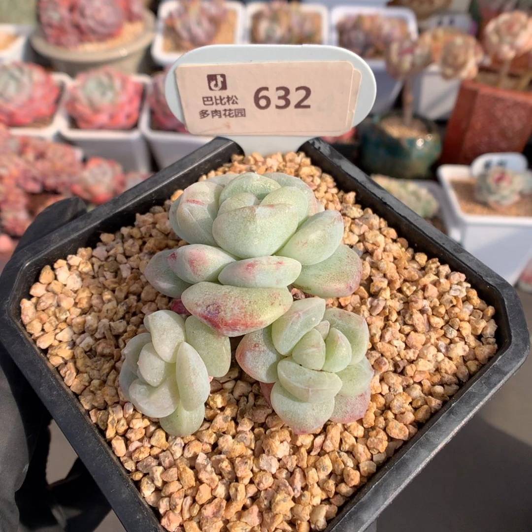 632 冰玉石化多肉