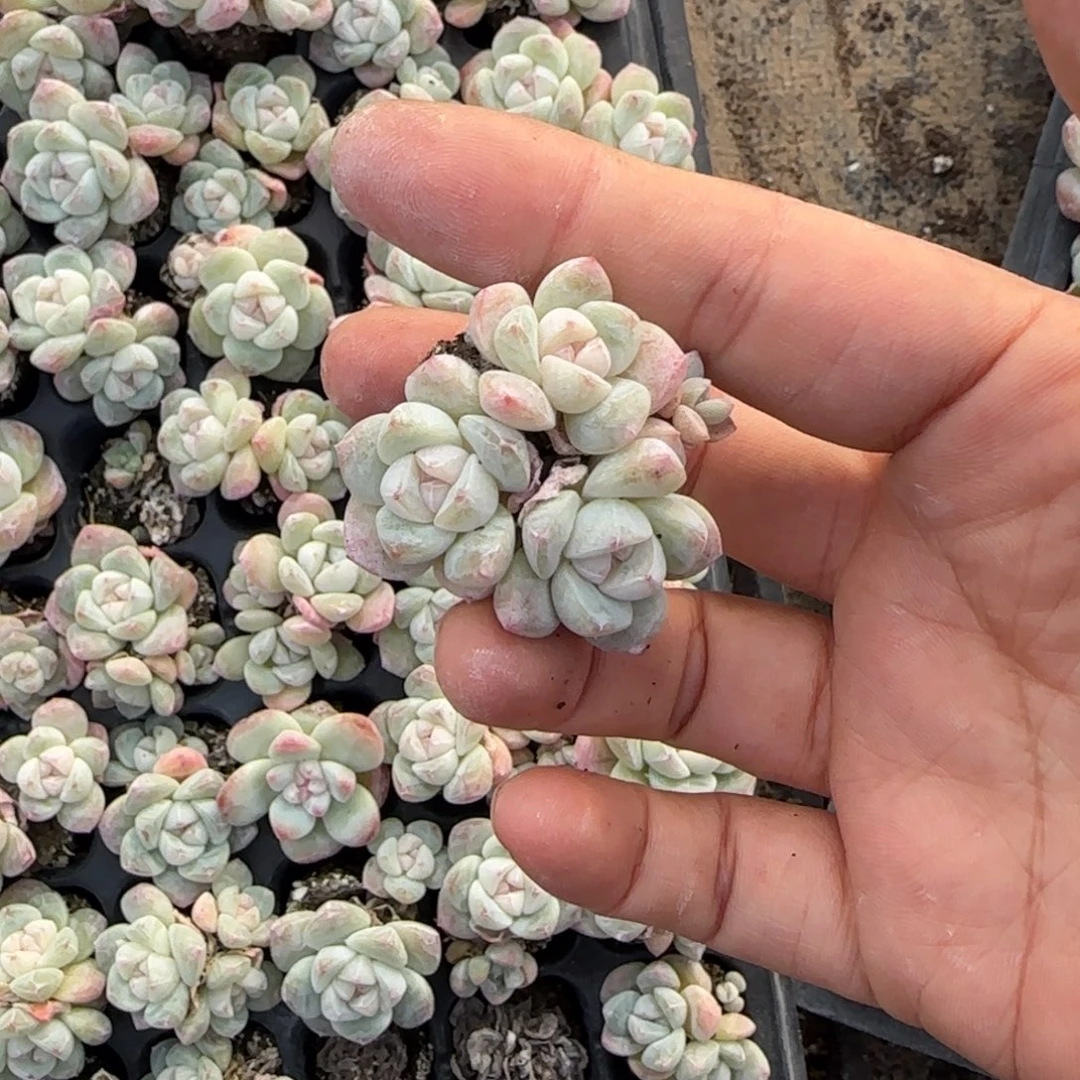 10个三头翡翠冰玉不包整穴满25包邮