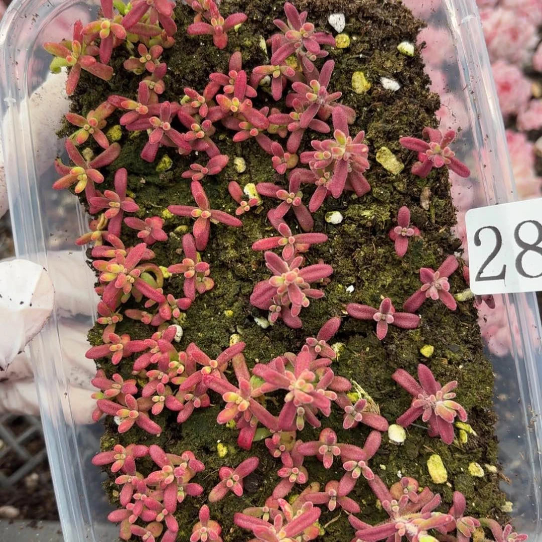 多肉植物多肉植物288