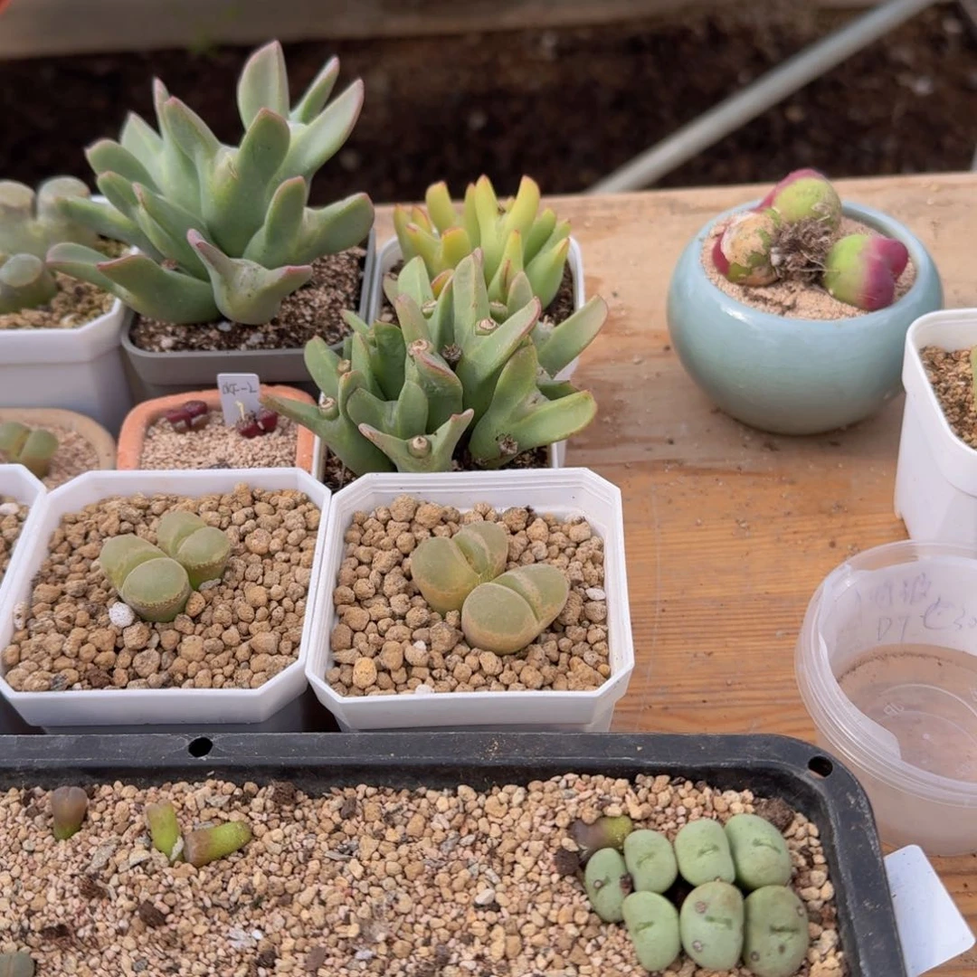 彩****19-135pppppppppp