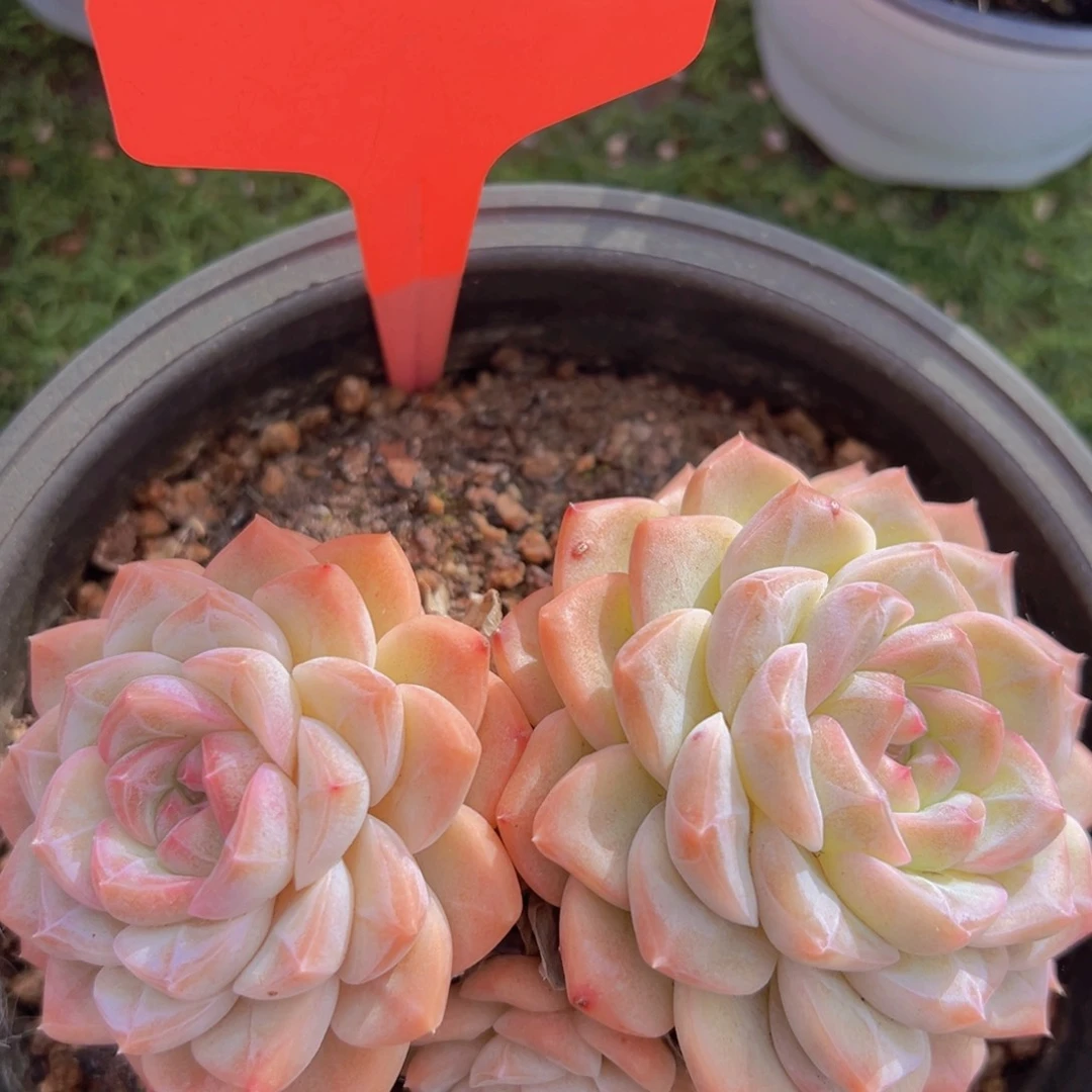 香玉的故事是一个人的