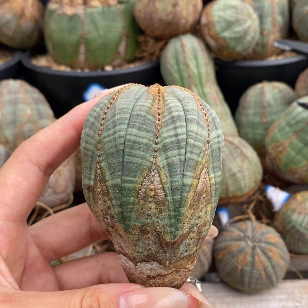 22欧系实生布纹球一物一拍