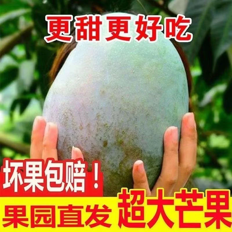 攀枝花芒果精选云南凯特芒果水果新鲜当季（非攀枝花) 芒果