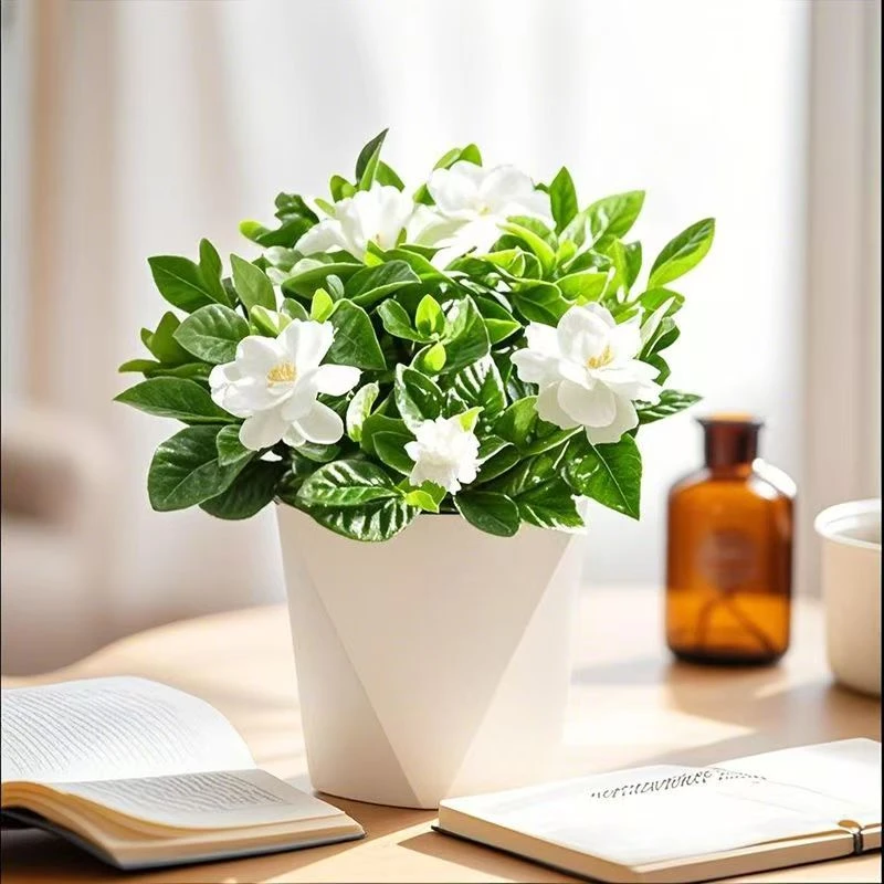 y栀子花盆栽花卉室内阳台水培绿植浓香型四季好养季节性开花