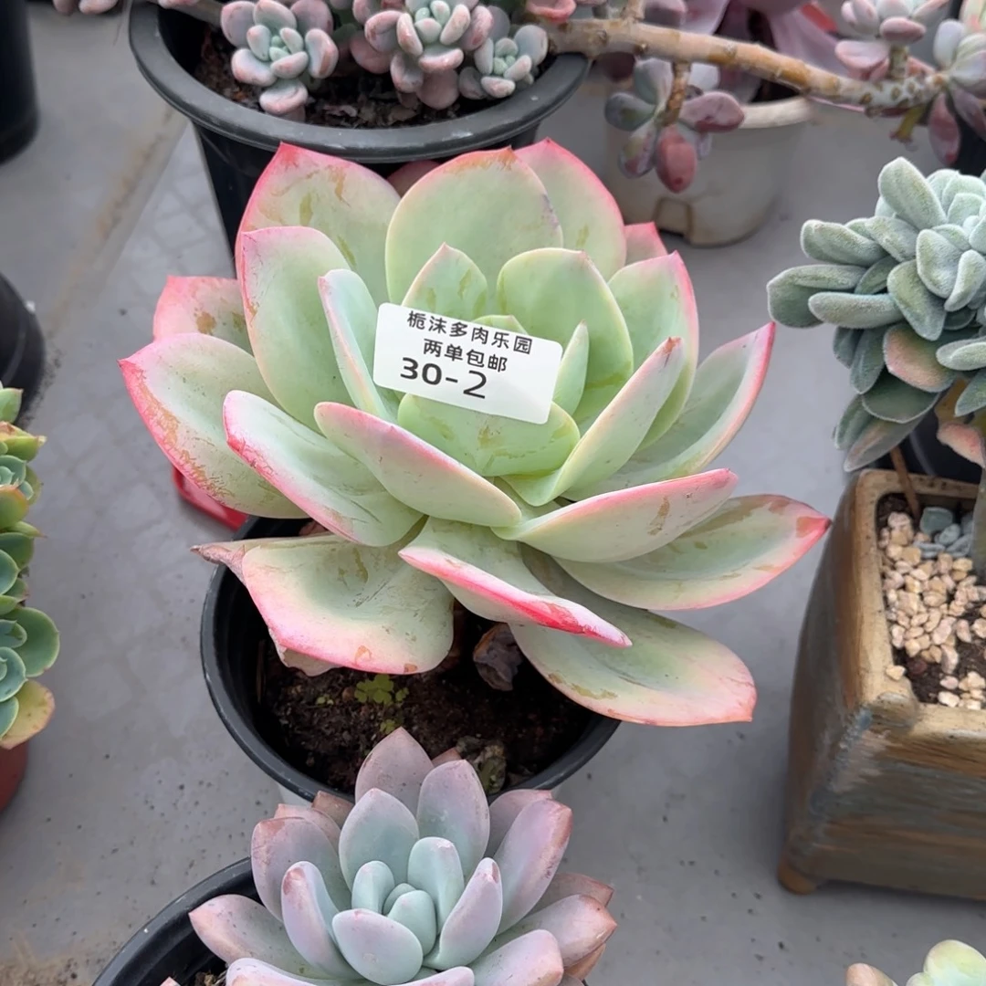 平***登30-2雪凤多肉植物