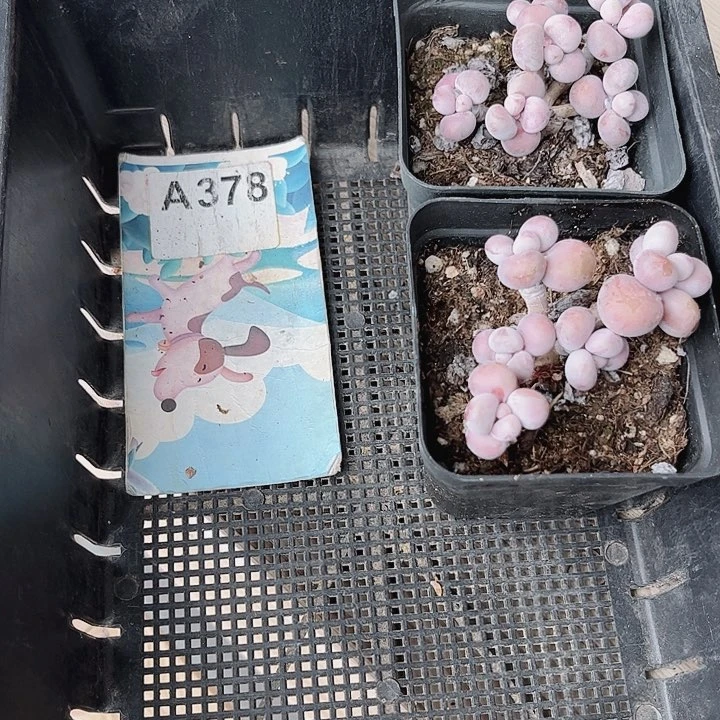 এ***378密密麻麻密密麻麻吗