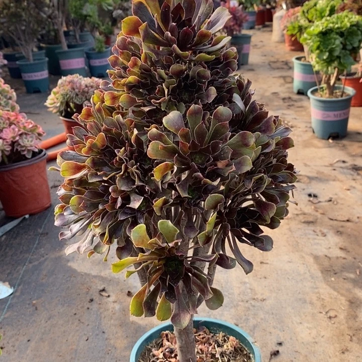 灰法多肉植物23。