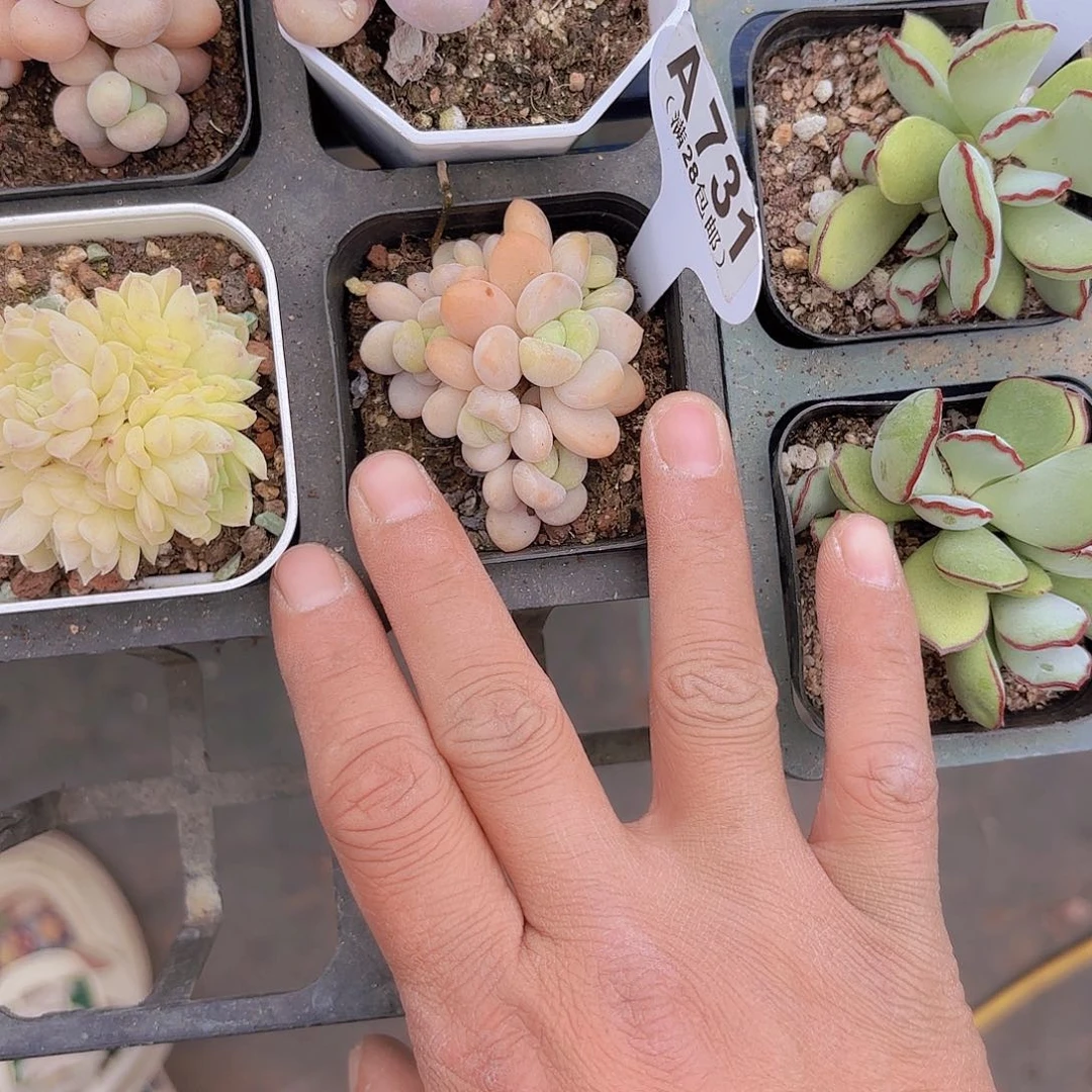 手****✨A731洛神一物一拍