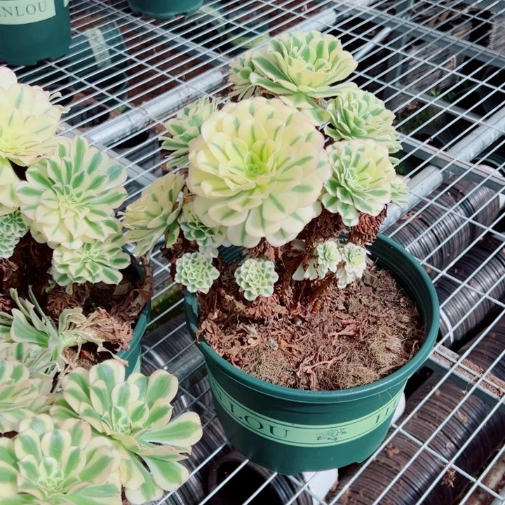 迈巴赫不售后多肉法师