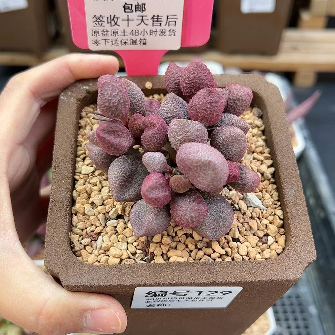 幸***129水蜜桃多肉植物