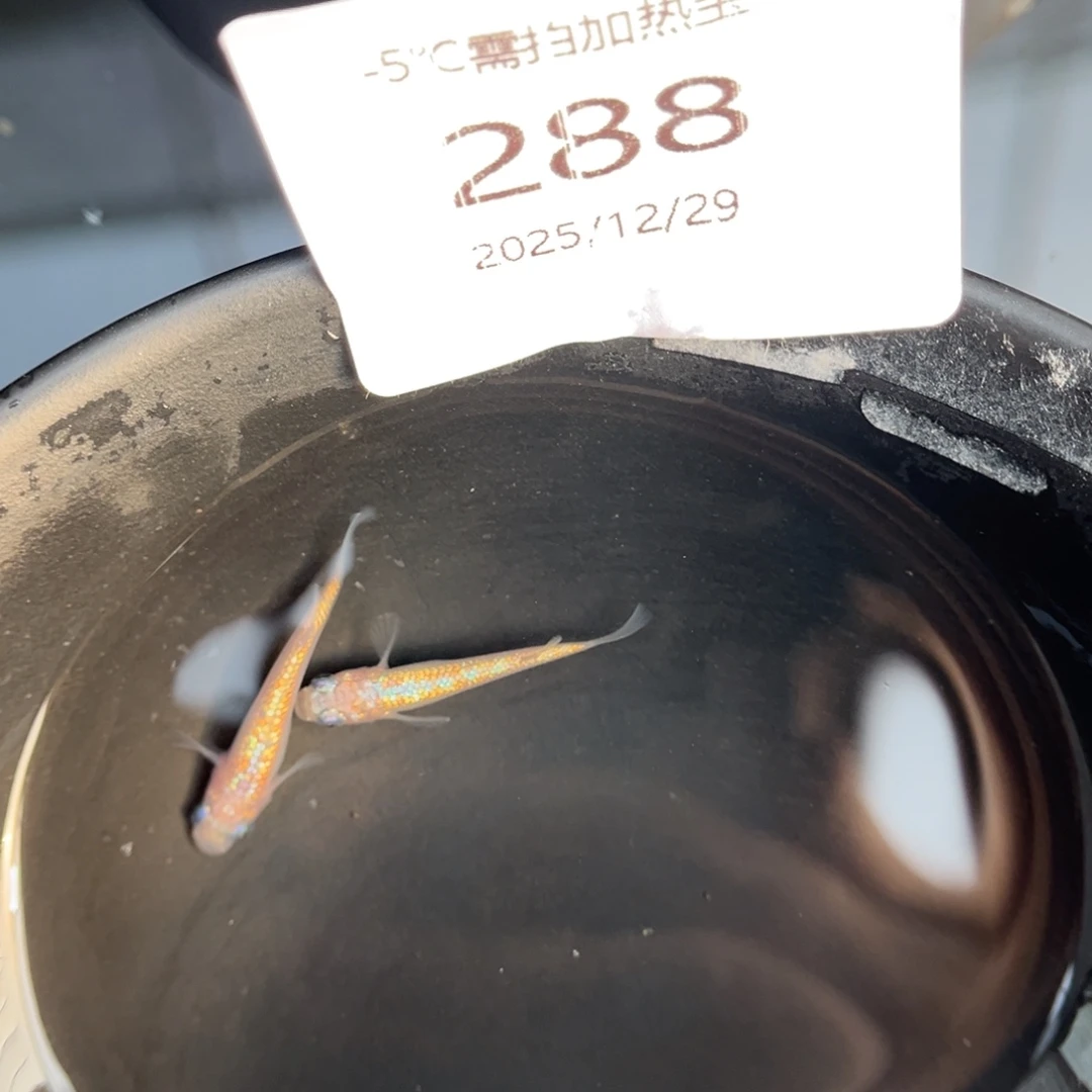 青鳉鱼288粉海王星一对