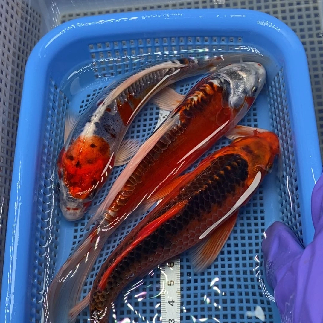 锦鲤冷水锦鲤包邮