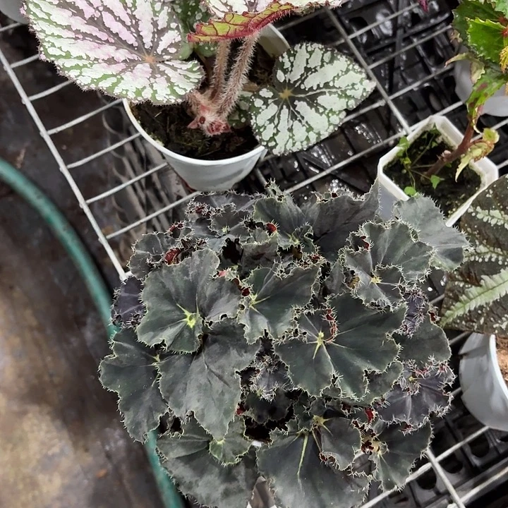 完全开放黑骑士秋海棠