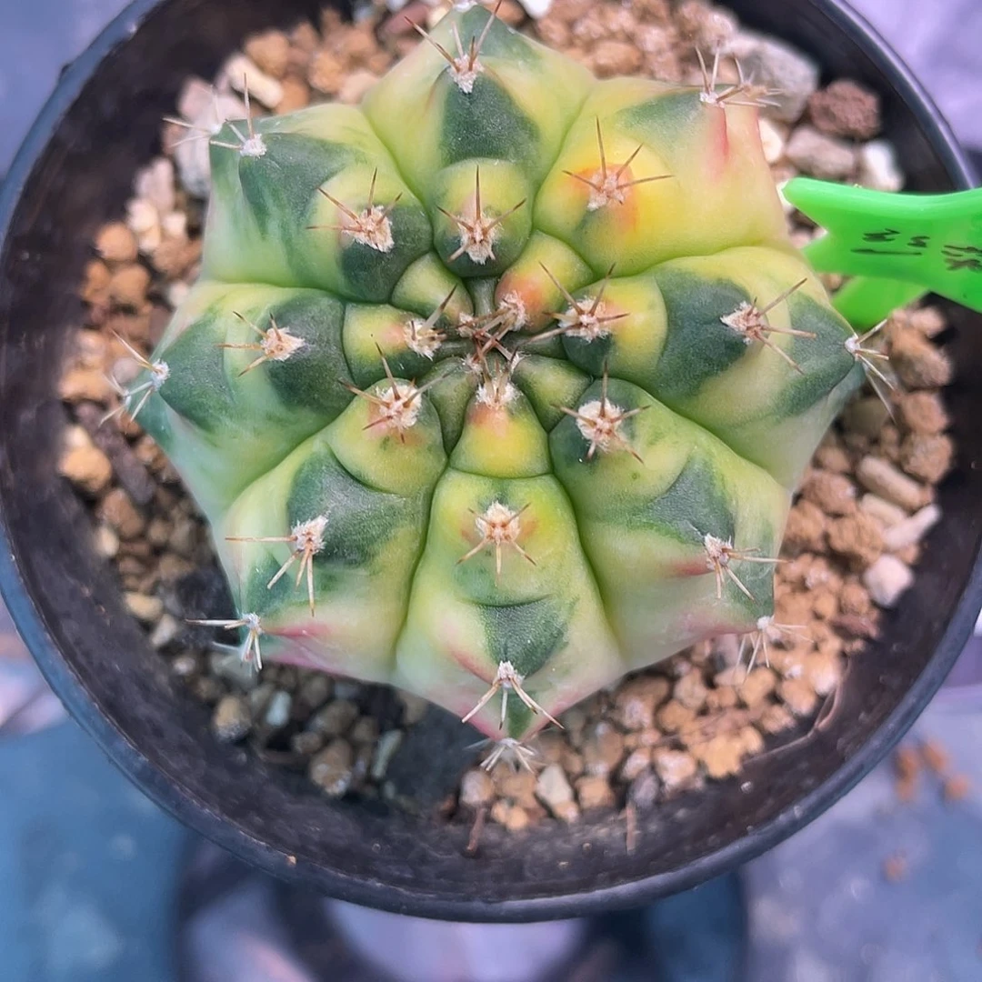 1-丝带4.8厘米…..