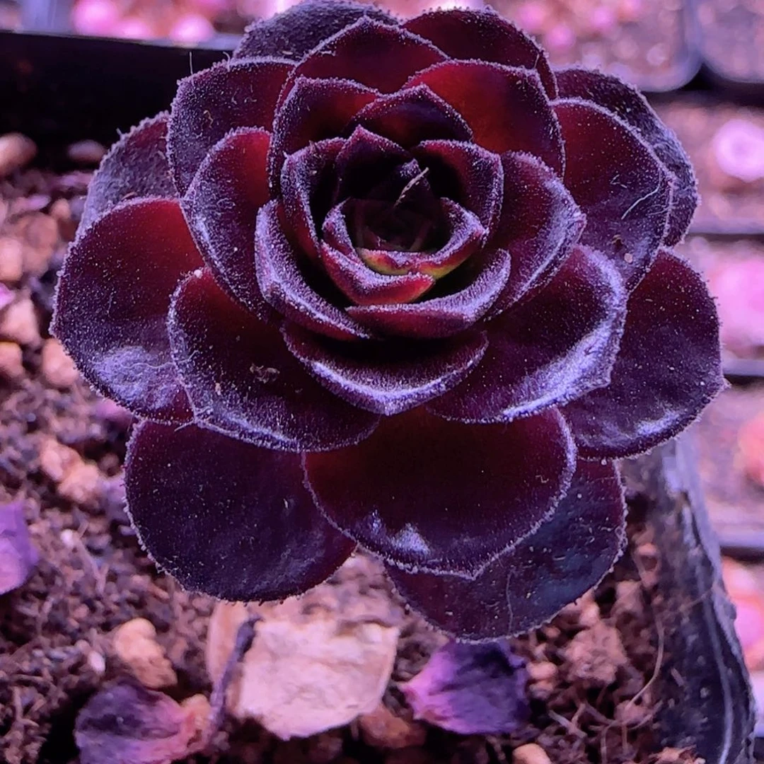 半城玫瑰开播福利旭日16