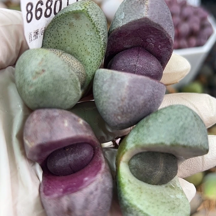 8680 好养易活生石花大母本4个