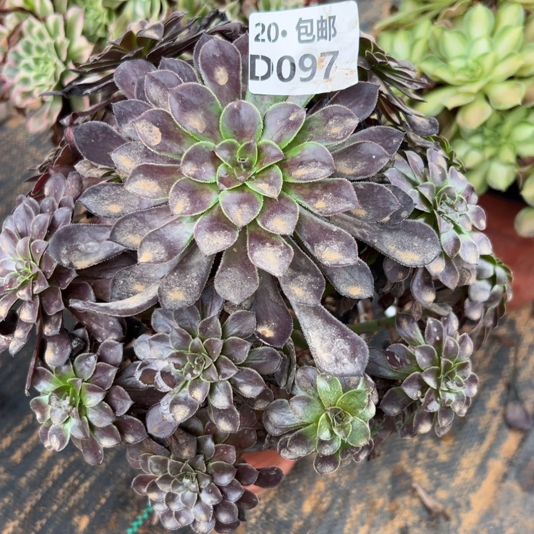 097黑铜，满20包邮