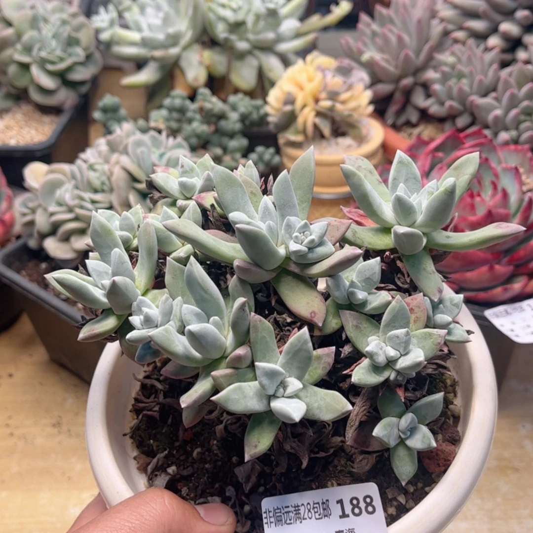 【闪购商品】188苹果叶