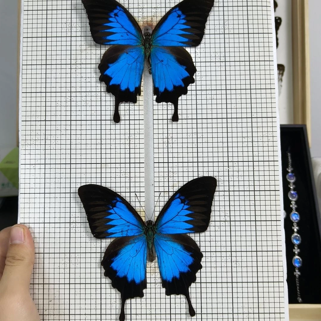 真蝴蝶标本一物一拍