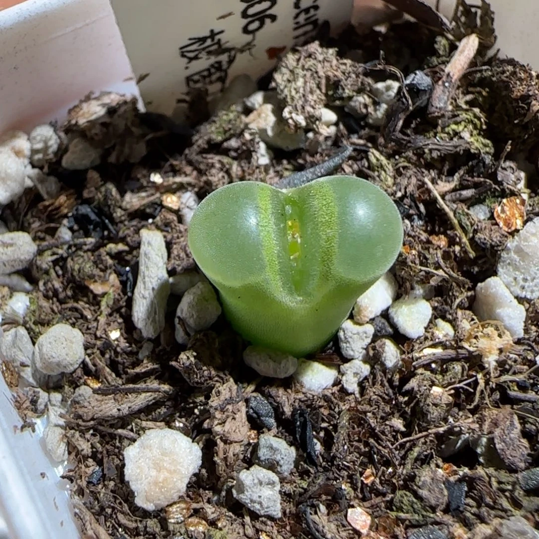 肉锥多肉植物组合-极窗630