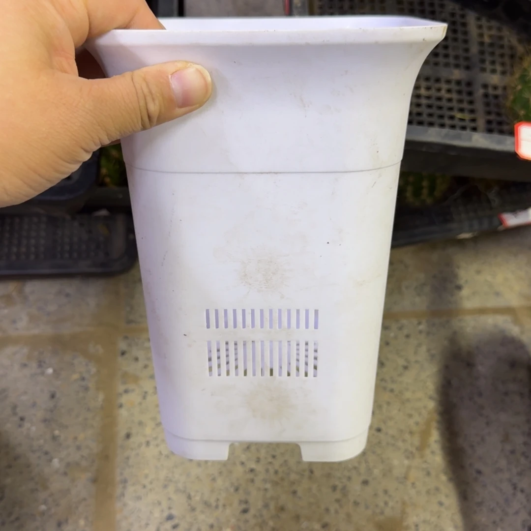 大白万象盆口径15公分左右无托，20包邮