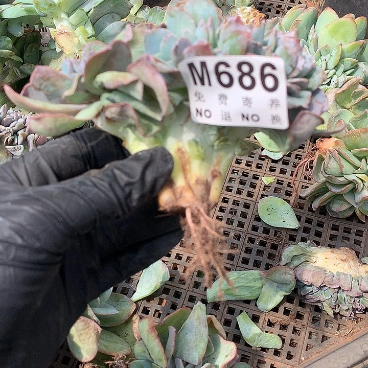 白凤缀化 一物一拍 20号以后发货